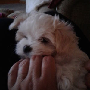 Meet your Posher, Ralph